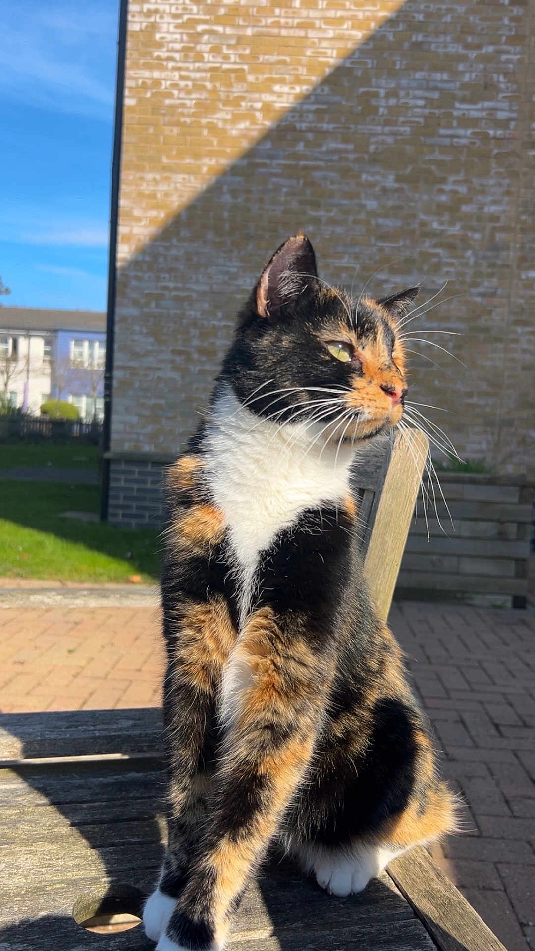 Apricot is registered to the contest to win money with this photo: cat, calico, animal, pet, outdoor, bench, wood, sunlight, brick_wall, green_grass, daylight, feline, whiskers, sitting, portrait, nature, domestic_cat, fur, mammal, peaceful