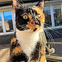 Apricot joined the competition — help win amazing prizes! cat, calico, close_up, outdoor, bench, feline, whiskers, yellow_eyes, sunlight, window, house, fur, pet, curious, animal, portrait, domestic, nature, daylight, backyard