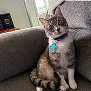 Coco joined the competition — help win amazing prizes! cat, indoor, couch, gray_furniture, pet, collar, tag, curious, sitting, feline, domestic_animal, window_light, cozy, fur, whiskers, tail, head_tilt, relaxed, home, soft_light