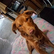 Skylar Felony is registered to the contest to win money with this photo: dog, brown_dog, indoor, blanket, pastel_colors, furniture, household, pet, animal, closeup, face, ears, floor, fabric, cozy, home, cute, domestic, mammal, companion