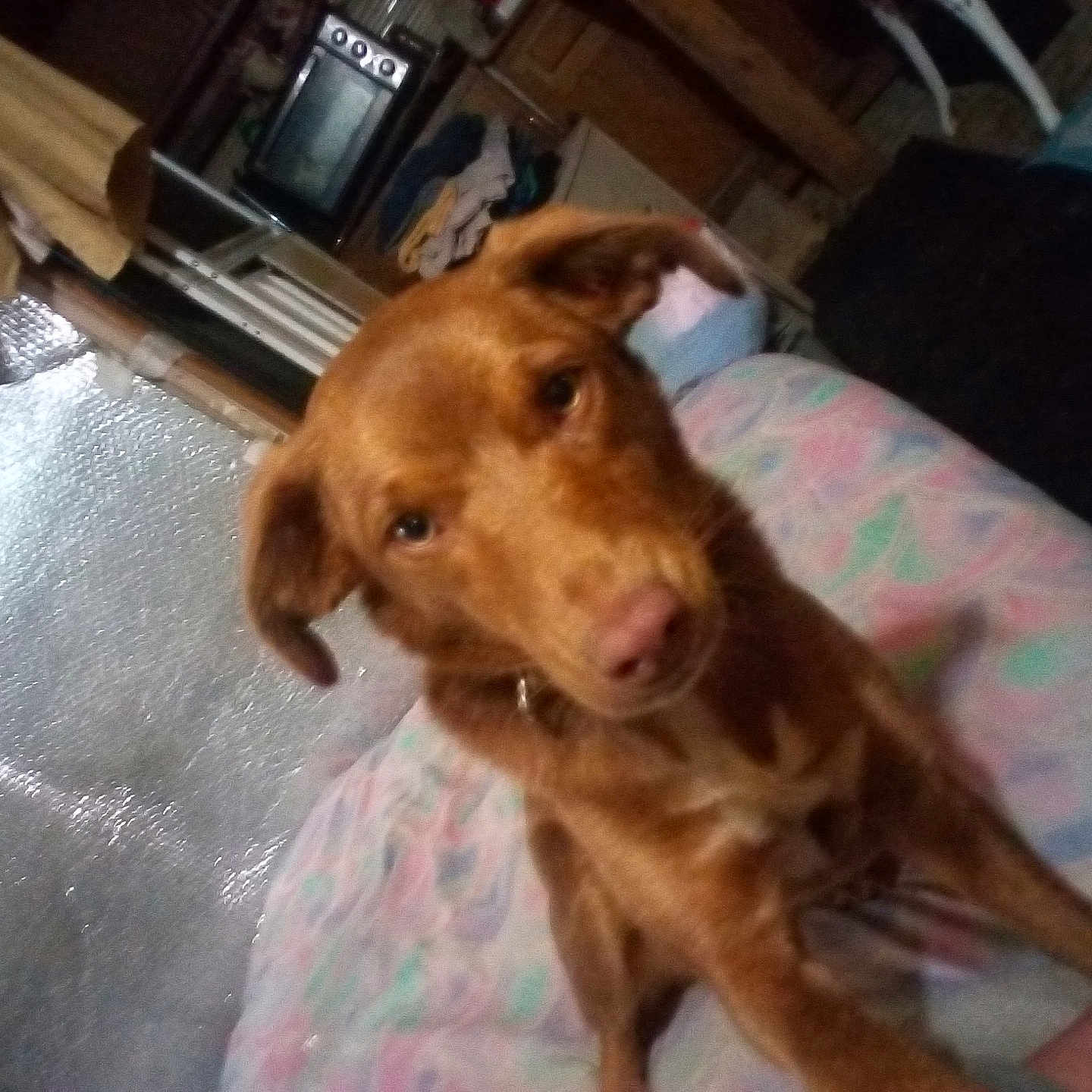 Skylar Felony is registered to the contest to win money with this photo: animal, blanket, brown_dog, closeup, companion, cozy, cute, dog, domestic, ears, fabric, face, floor, furniture, home, household, indoor, mammal, pastel_colors, pet