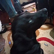 Daisy May is registered to the contest to win money with this photo: animal, background_objects, black_dog, blurred, cables, canine, carpet, dog, domestic_animal, floor, footwear, furniture, household, indoor, jeans, living_room, looking_up, person_leg, pet, side_view