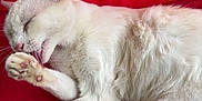 Snowflake is registered to the contest to win money with this photo: animal, cat, close_up, cozy, cute, domestic_cat, feline, fur, indoor, licking, paw, pet, pink_paw_pads, red_background, relaxed, resting, sleepy, soft_texture, whiskers, white_cat