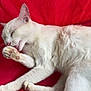 animal, cat, close_up, cozy, cute, domestic_cat, feline, fur, indoor, licking, paw, pet, pink_paw_pads, red_background, relaxed, resting, sleepy, soft_texture, whiskers, white_cat