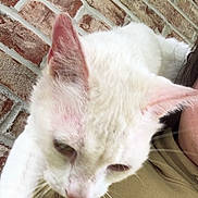 Snowflake joined the competition — help win amazing prizes! animal, brick_wall, casual, cat, close_up, clothing, cute, domestic_animal, feline, fur, hoodie, indoor, nike, paw, person, pet, portrait, shoulder, whiskers, white_cat