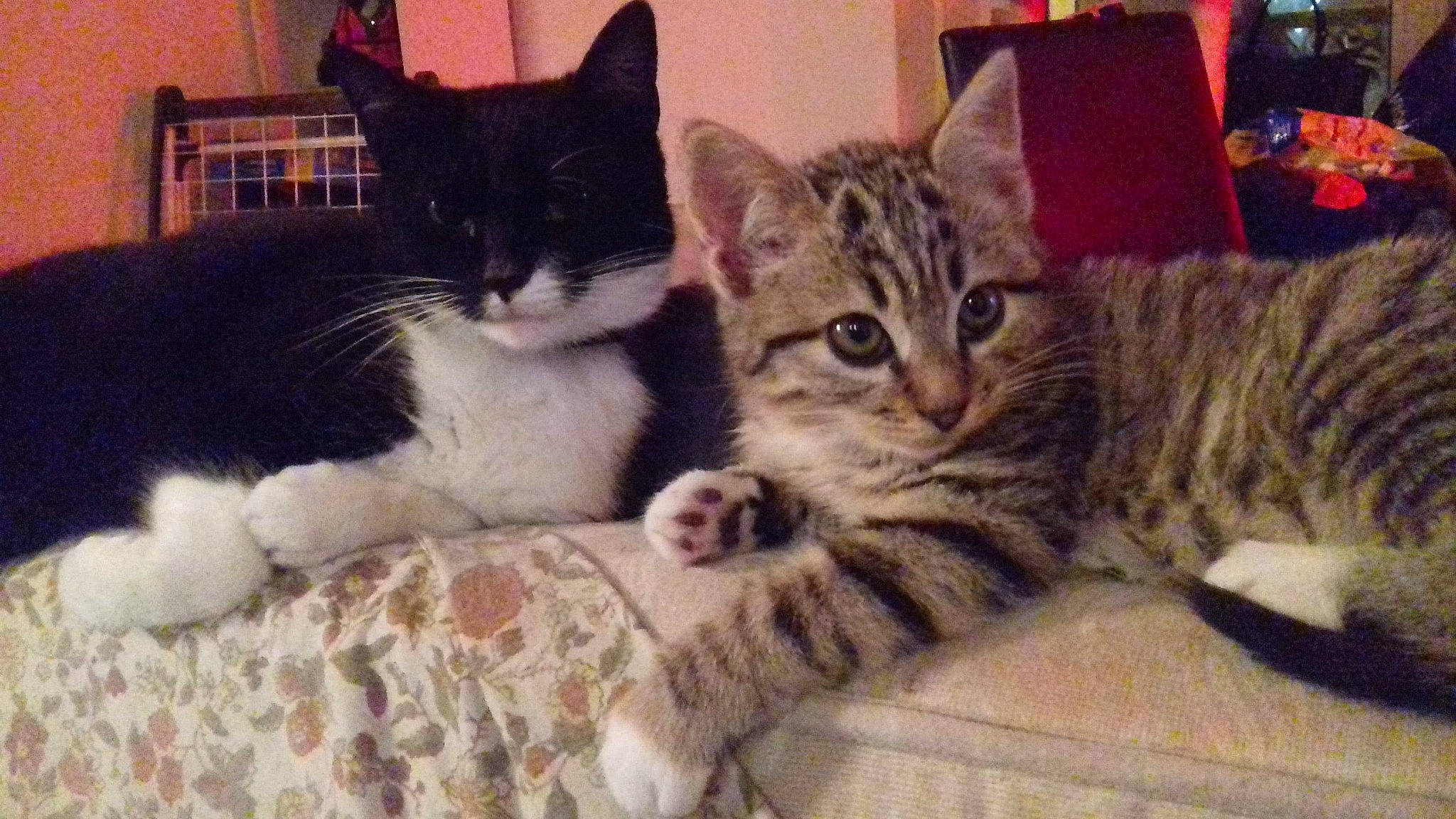 Gandja participe au concours pour gagner de l'argent avec cette photo : aegean_cat, american_shorthair, american_wirehair, asian, california_spangled, carnivore, cat, domestic_short_haired_cat, dragon_li, egyptian_mau, european_shorthair, felidae, kitten, mammal, pixie_bob, polydactyl_cat, small_to_medium_sized_cats, tabby_cat, vertebrate, whiskers