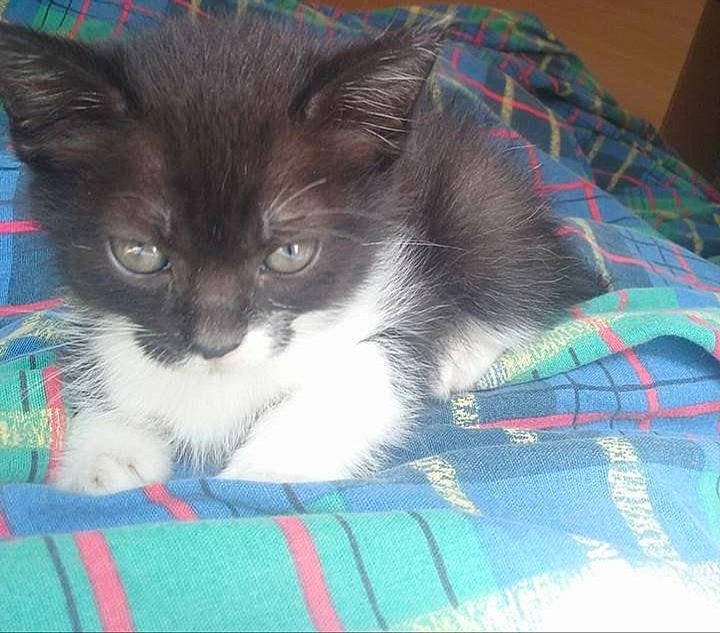 Gandja participe au concours pour gagner de l'argent avec cette photo : carnivore, cat, domestic_long_haired_cat, felidae, iris, kitten, mammal, norwegian_forest_cat, ragdoll, small_to_medium_sized_cats, vertebrate, whiskers