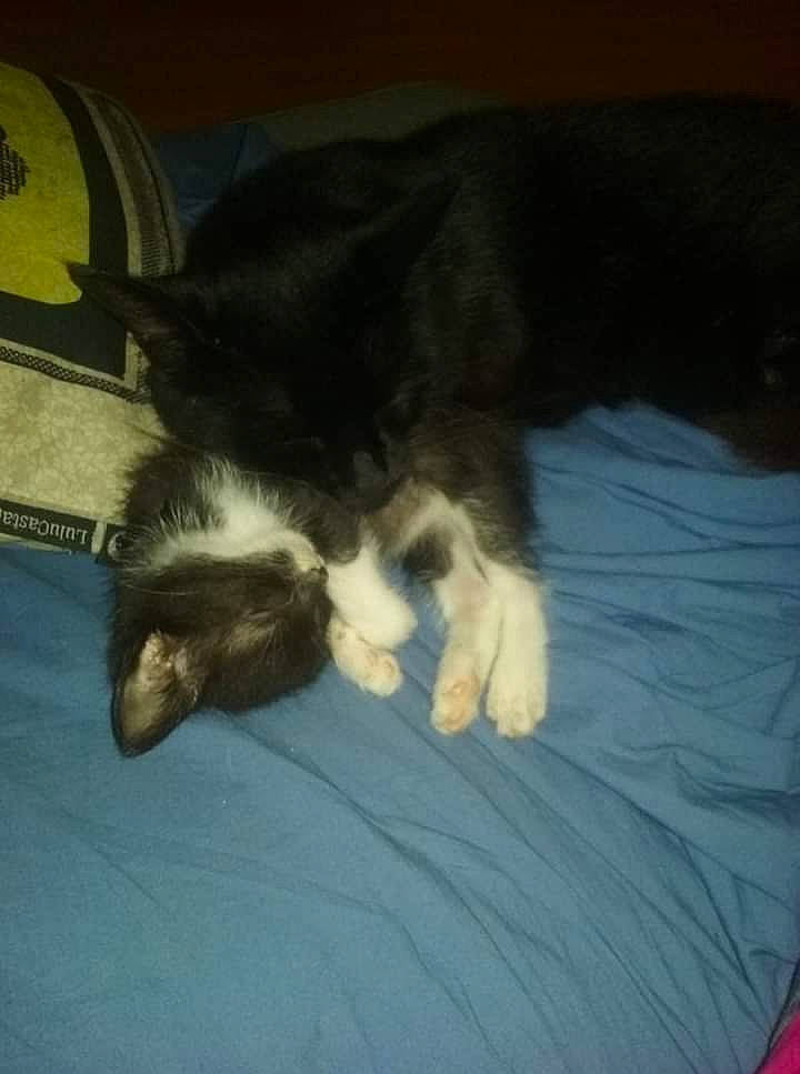 Gandja a rejoint le concours — aidez-le/la à gagner de superbes lots ! canidae, carnivore, cat, dog_breed, fawn, felidae, kitten, mammal, nap, norwegian_forest_cat, persian, sleep, small_to_medium_sized_cats, tail