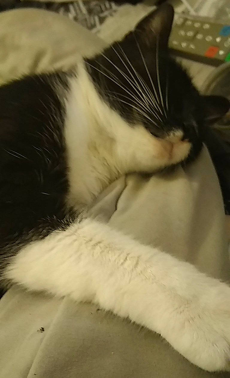 Gandja a rejoint le concours — aidez-le/la à gagner de superbes lots ! black_and_white, carnivore, cat, felidae, fur, nap, sleep, small_to_medium_sized_cats, tail, whiskers