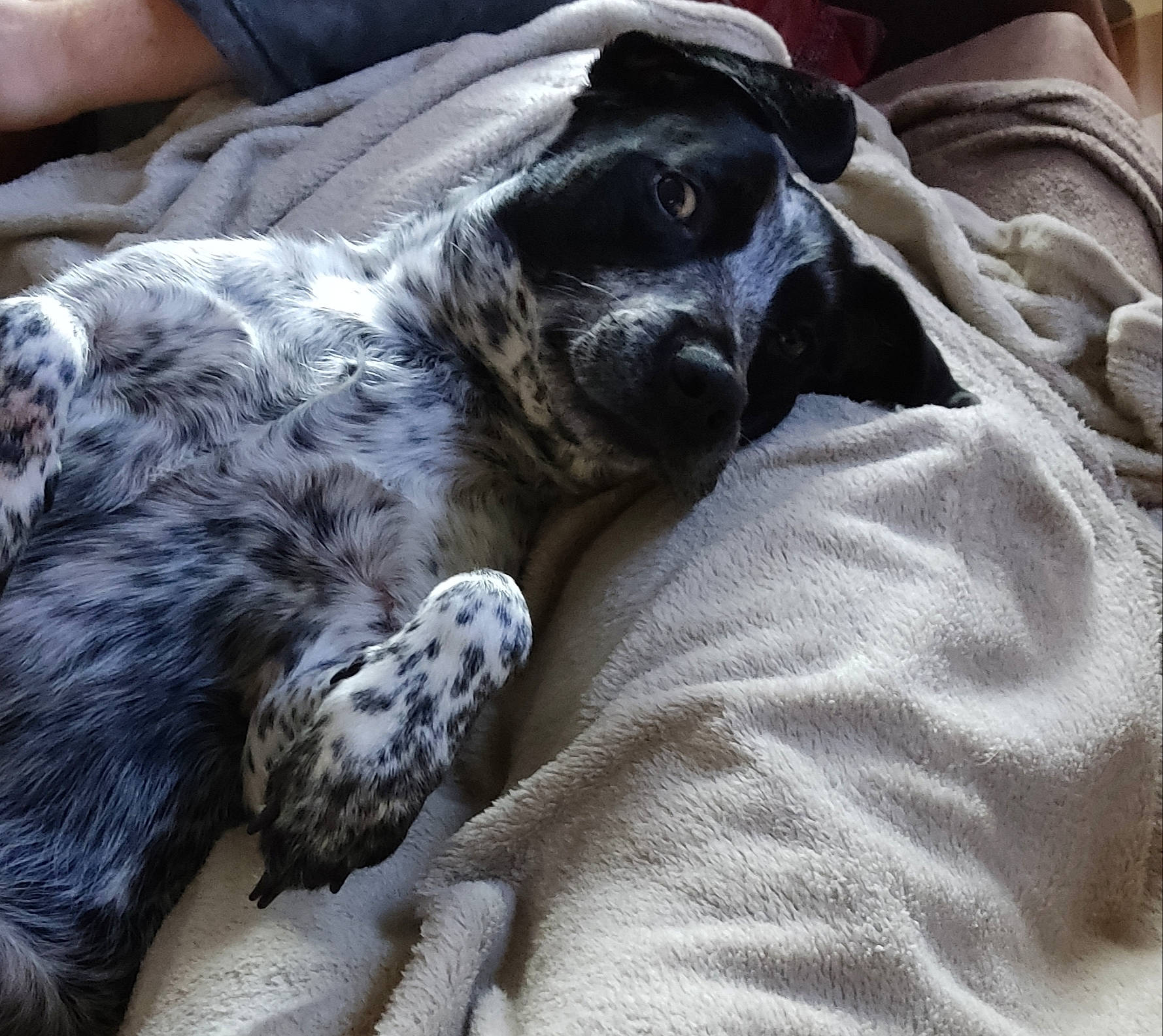 Chouquette a rejoint le concours — aidez-le/la à gagner de superbes lots ! bored, braque_dauvergne, canidae, carnivore, comfort, companion_dog, dog, dog_breed, fawn, fur, gun_dog, puppy, snout, sporting_group, terrestrial_animal, working_animal