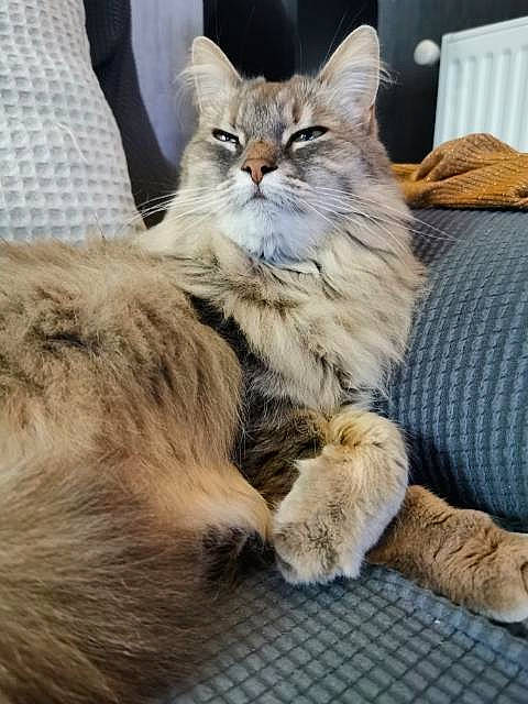 Apple participe au concours pour gagner de l'argent avec cette photo : carnivore, cat, claw, comfort, couch, domestic_short_haired_cat, fawn, felidae, fur, nap, paw, sitting, small_to_medium_sized_cats, snout, tail, terrestrial_animal, tie, whiskers