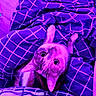 Nala participe au concours pour gagner de l'argent avec cette photo : animal, bed, blanket, cat, checkered_pattern, cozy, curious, cute, domestic, ears, fabric, fur, indoor, mammal, pet, portrait, purple, resting, whiskers, wide_eyes