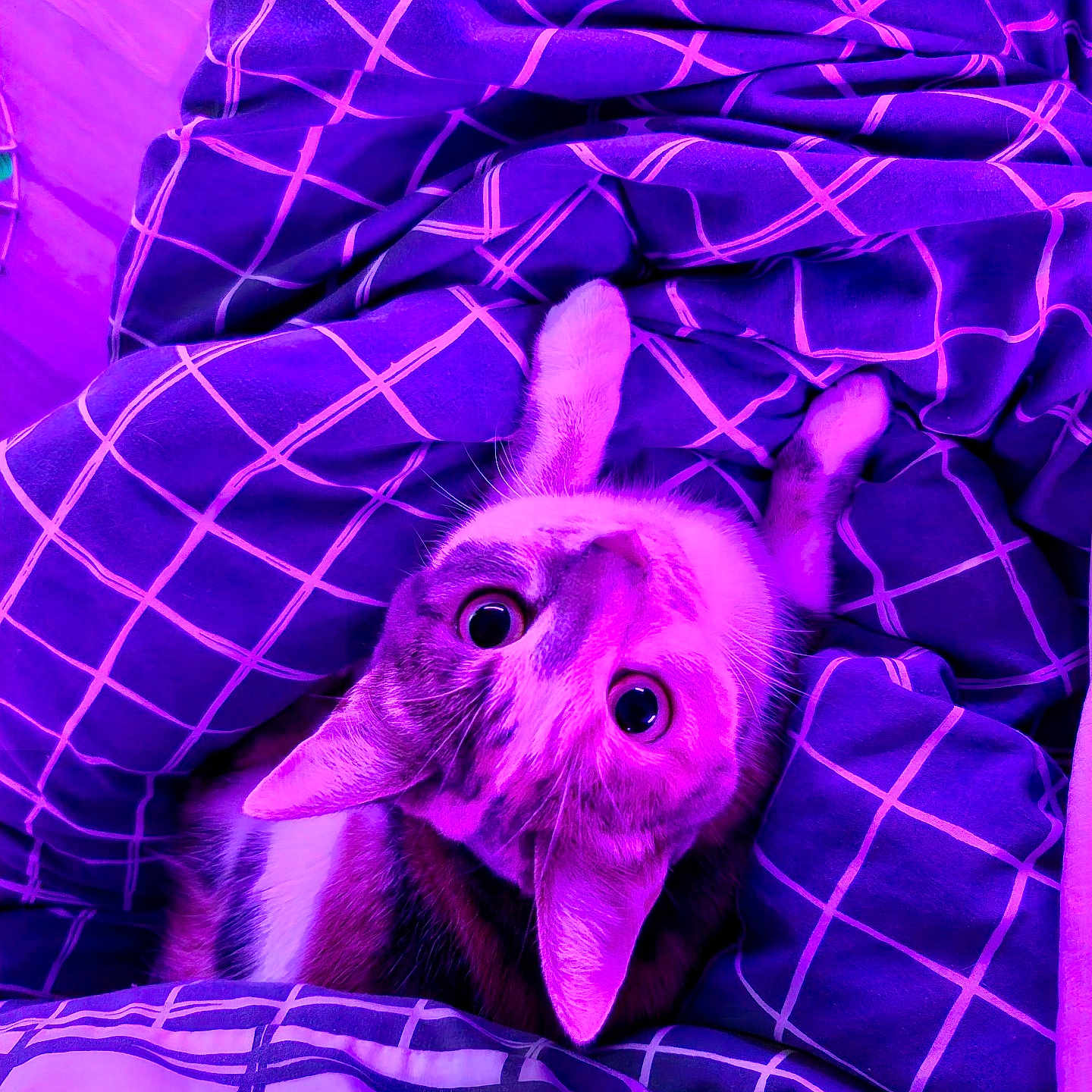 Nala participe au concours pour gagner de l'argent avec cette photo : animal, bed, blanket, cat, checkered_pattern, cozy, curious, cute, domestic, ears, fabric, fur, indoor, mammal, pet, portrait, purple, resting, whiskers, wide_eyes