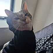 Nala participe au concours pour gagner de l'argent avec cette photo : animal, black_clothing, cat, clothing, couch, cozy, cute, domestic_animal, face, feline, fur, headphones, hoodie, indoor, pet, pillow, relaxed, sitting, whiskers, window