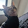 animal, black_clothing, cat, clothing, couch, cozy, cute, domestic_animal, face, feline, fur, headphones, hoodie, indoor, pet, pillow, relaxed, sitting, whiskers, window