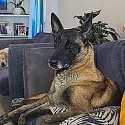 Olympe participe au concours pour gagner de l'argent avec cette photo : dog, couch, living_room, plant, curtain, tile_floor, pillow, painting, photo_frame, resting, relaxed, indoor, canine, pet, furniture, home, sleeping_dog, decor, portrait, animal