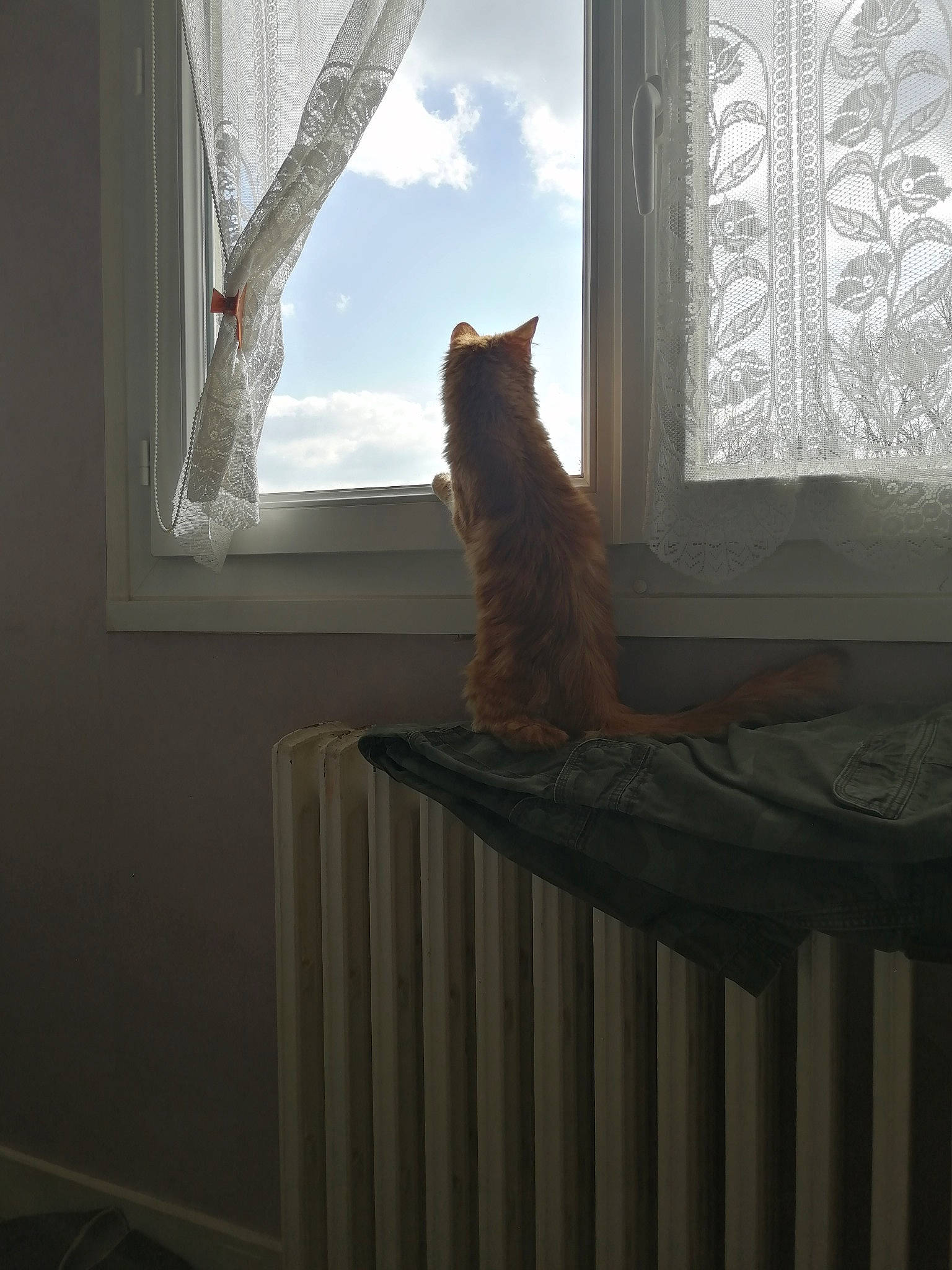 Frimousse participe au concours pour gagner de l'argent avec cette photo : cat, curtain, felidae, floor, fur, home, house, interior_design, light, room, small_to_medium_sized_cats, sunlight, tail, whiskers, window, window_covering, window_treatment, wood