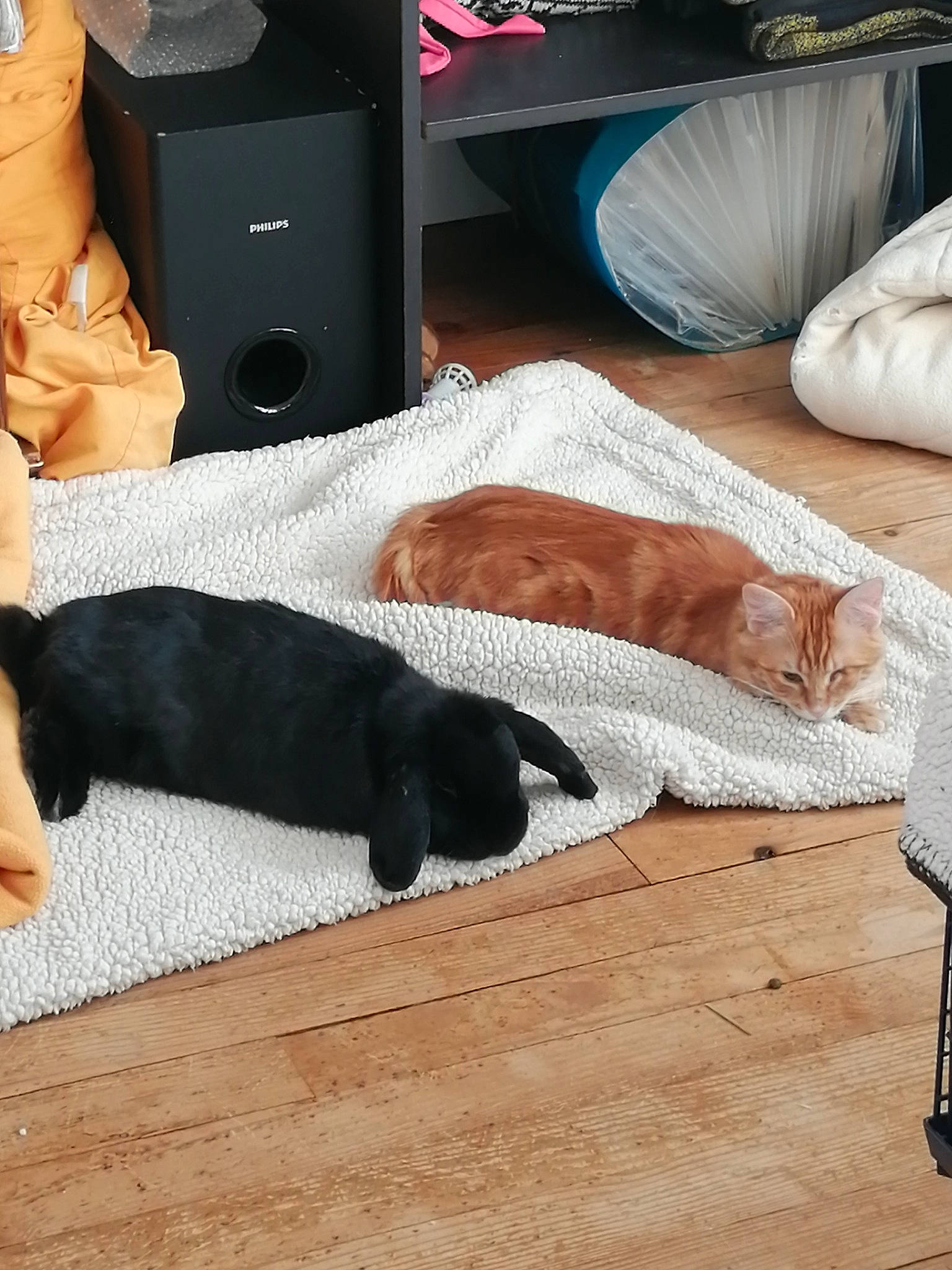 Frimousse a rejoint le concours — aidez-le/la à gagner de superbes lots ! canidae, carnivore, dog, dog_breed, floor, flooring, hardwood, laminate_flooring, puppy, sporting_group, tail, wood, wood_flooring