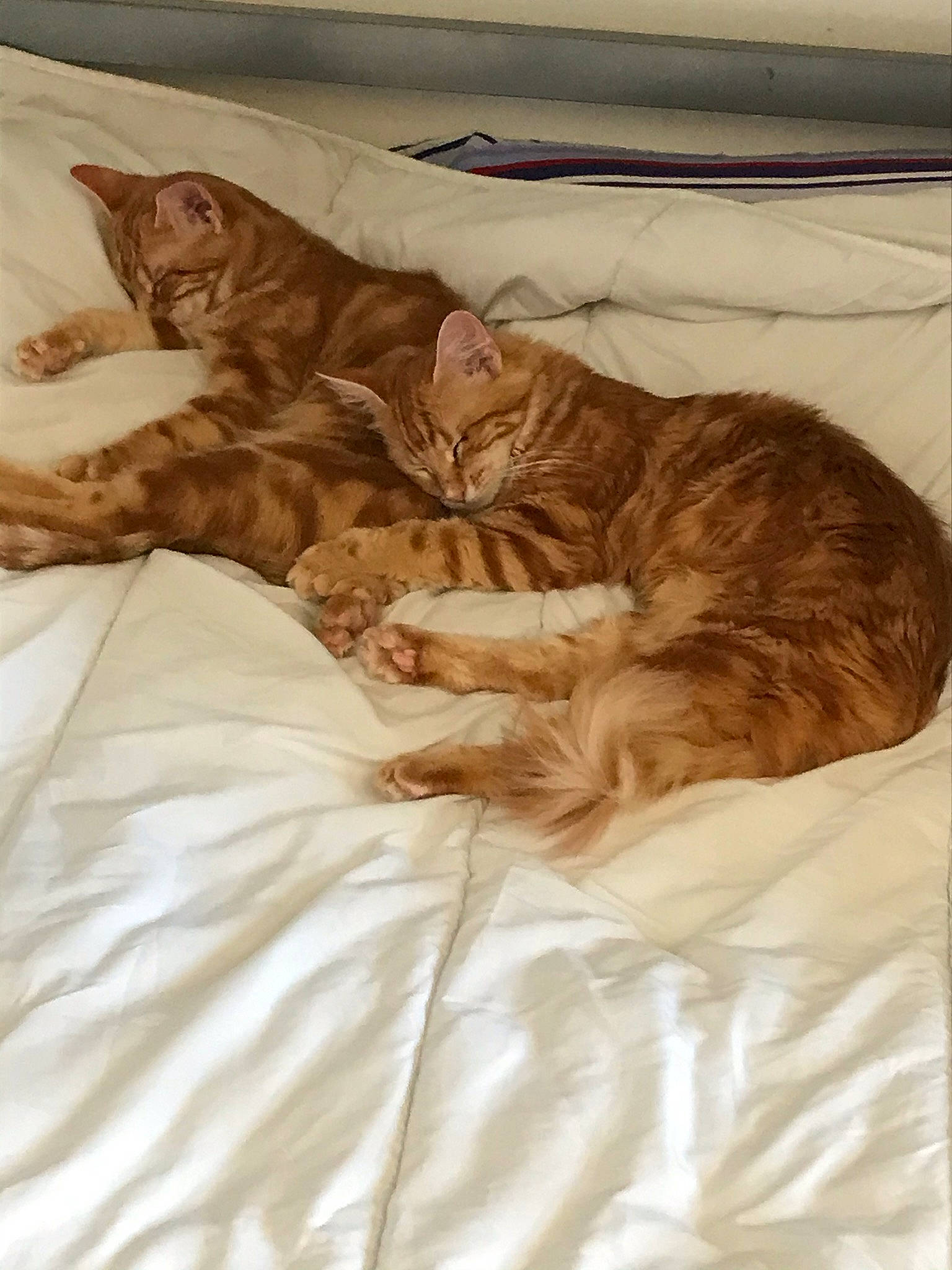 Frimousse a rejoint le concours — aidez-le/la à gagner de superbes lots ! bed, carnivore, cat, comfort, domestic_short_haired_cat, european_shorthair, felidae, fur, furniture, kitten, nap, sleep, small_to_medium_sized_cats, tabby_cat, tail, whiskers