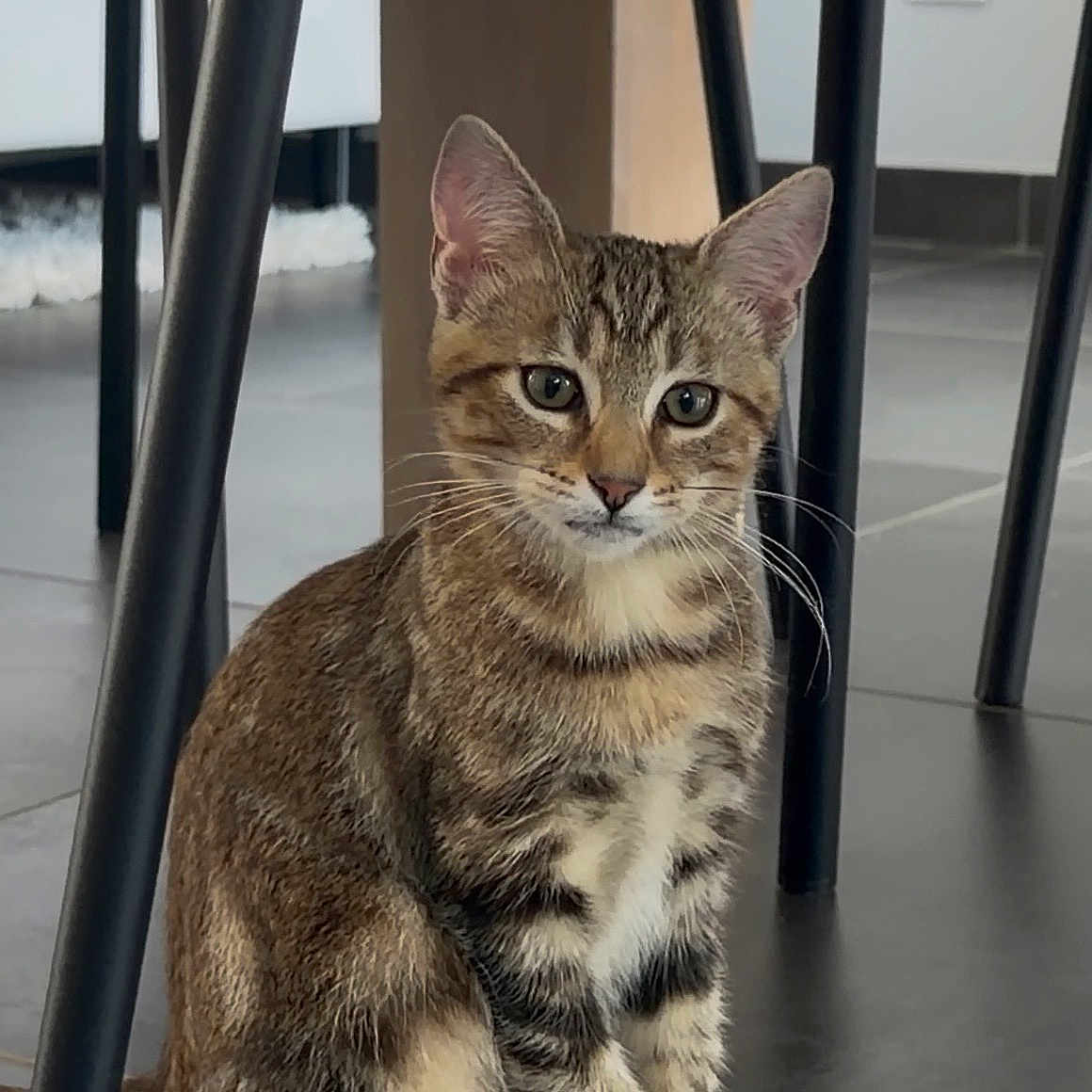 Baïa a rejoint le concours — aidez-le/la à gagner de superbes lots ! cat, kitten, tabby, indoor, floor, tile, chair, legs, pet, animal, cute, whiskers, ears, fur, curious, sitting, young, domestic, feline, small