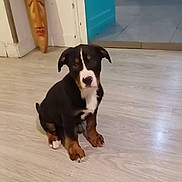 Floky participe au concours pour gagner de l'argent avec cette photo : puppy, dog, black_and_tan, sitting, portrait, pet, animal, indoors, wooden_floor, home, doorway, turquoise, carved_mask, white_chest, floppy_ears, brown_paws, short_fur, looking_at_camera, cute, photography