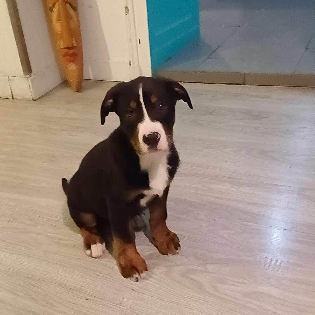 Floky participe au concours pour gagner de l'argent avec cette photo : puppy, dog, black_and_tan, sitting, portrait, pet, animal, indoors, wooden_floor, home, doorway, turquoise, carved_mask, white_chest, floppy_ears, brown_paws, short_fur, looking_at_camera, cute, photography