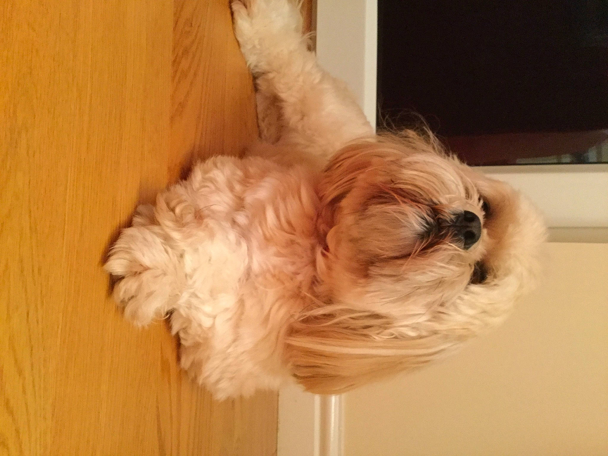 Bonnie is registered to the contest to win money with this photo: canidae, carnivore, comfort, companion_dog, dog, dog_breed, dog_supply, fawn, fur, hardwood, liver, pet_supply, small_terrier, snout, sporting_group, tail, terrier, toy_dog, wood, working_animal