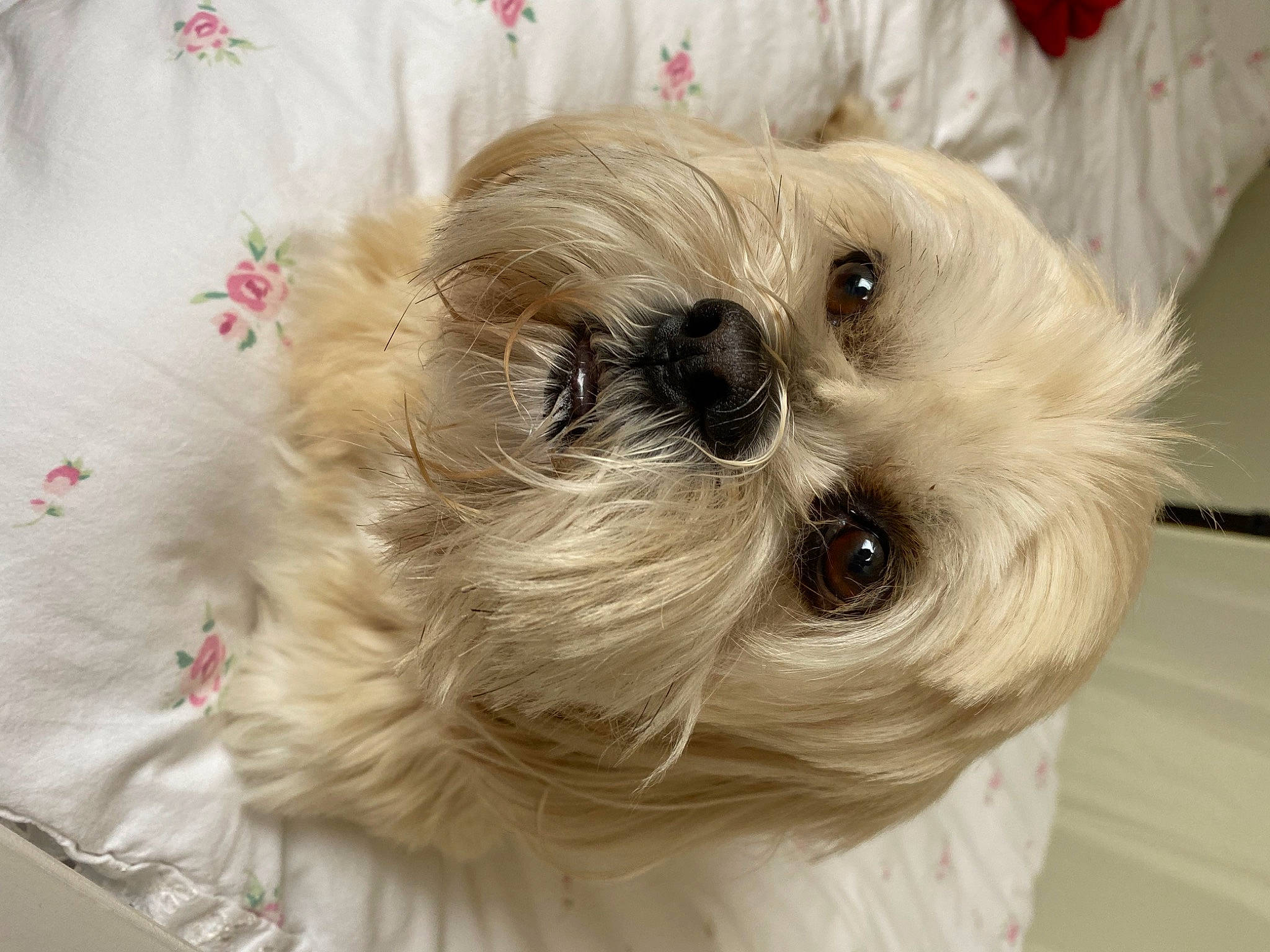 Bonnie is registered to the contest to win money with this photo: canidae, carnivore, companion_dog, dog, dog_breed, dog_supply, eye, fawn, fur, maltepoo, non_sporting_group, pet_supply, puppy, shih_poo, small_terrier, snout, sporting_group, terrier, toy_dog, working_animal