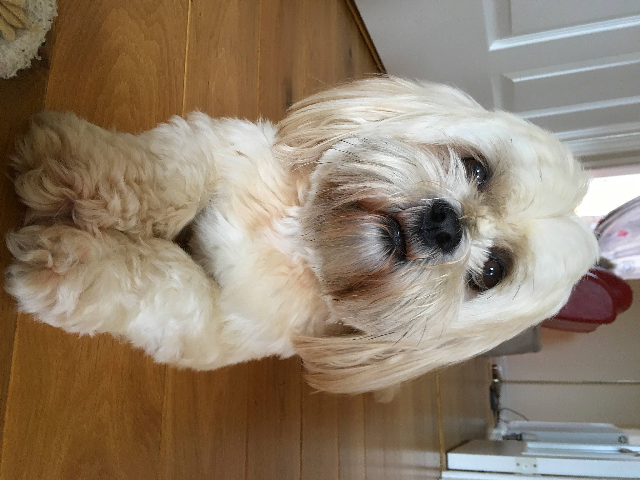 Bonnie is registered to the contest to win money with this photo: canidae, carnivore, companion_dog, dog, dog_breed, dog_collar, dog_supply, fawn, fur, liver, mal_shi, pet_supply, puppy_love, shih_poo, shih_tzu, small_terrier, sporting_group, terrier, toy_dog, working_animal