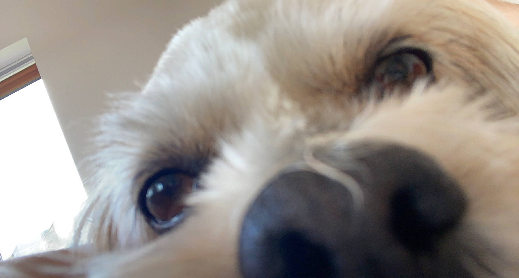 Bonnie joined the competition — help win amazing prizes! canidae, carnivore, companion_dog, dog, dog_breed, eyelash, fawn, fur, non_sporting_group, paw, puppy_love, snout, sporting_group, toy_dog, whiskers, working_animal