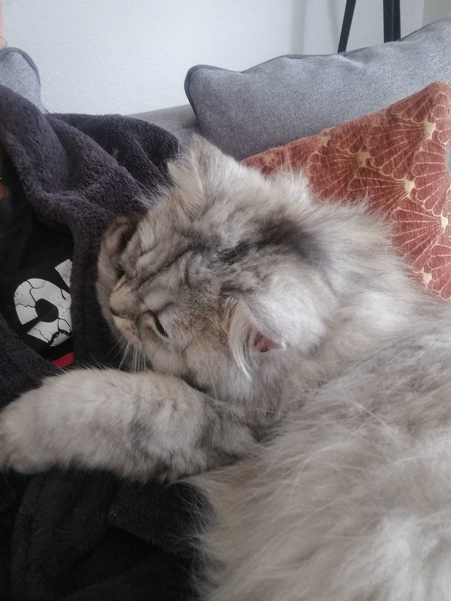 Moka participe au concours pour gagner de l'argent avec cette photo : british_longhair, british_semi_longhair, carnivore, cat, domestic_long_haired_cat, fawn, felidae, fur, kitten, mammal, nap, norwegian_forest_cat, persian, ragamuffin, siberian, small_to_medium_sized_cats, whiskers