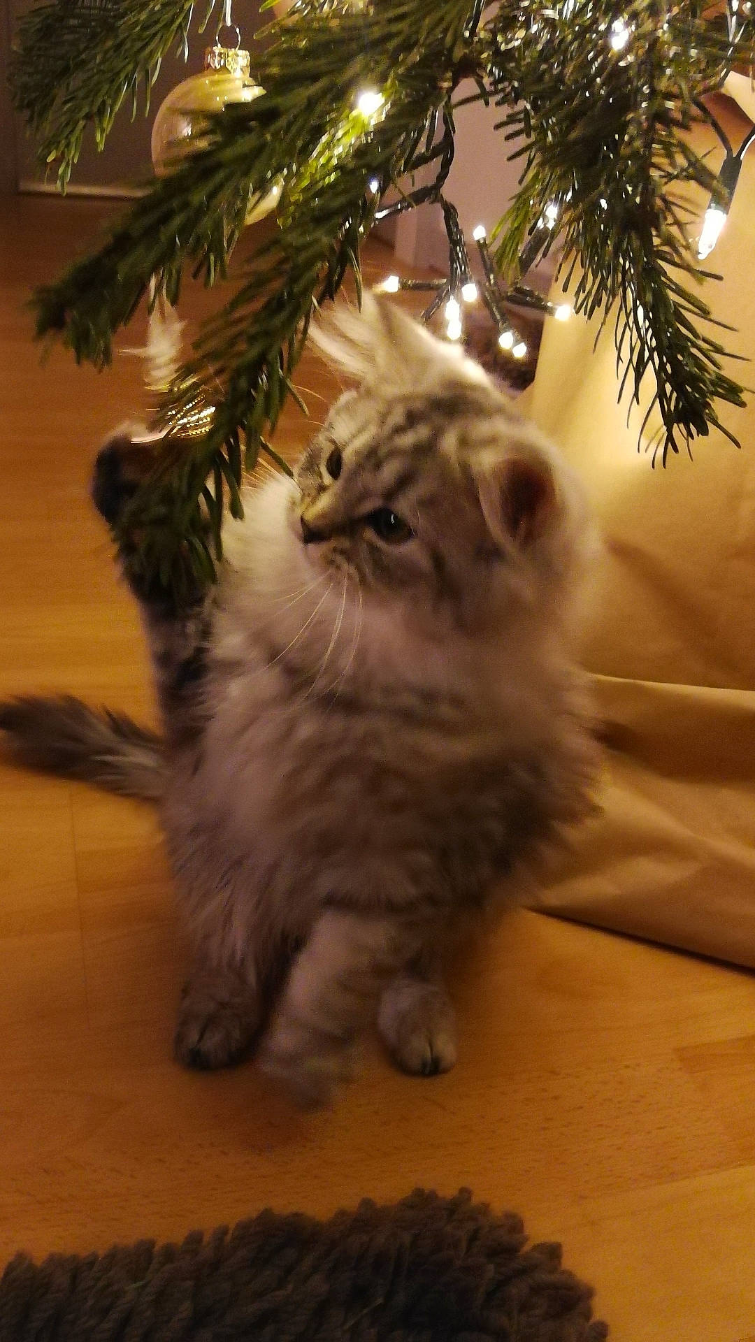 Moka participe au concours pour gagner de l'argent avec cette photo : american_curl, asian_semi_longhair, british_longhair, british_semi_longhair, carnivore, cat, domestic_long_haired_cat, fawn, felidae, fur, kitten, maine_coon, munchkin, norwegian_forest_cat, persian, ragamuffin, siberian, small_to_medium_sized_cats, tree, whiskers