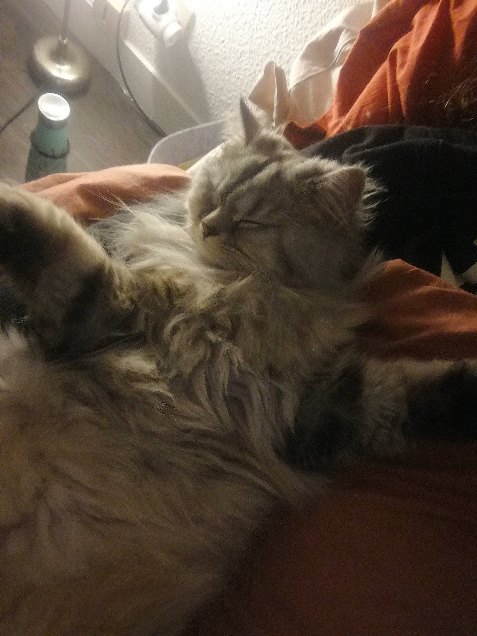 Moka a rejoint le concours — aidez-le/la à gagner de superbes lots ! carnivore, cat, domestic_long_haired_cat, fawn, felidae, fur, kitten, maine_coon, nap, norwegian_forest_cat, persian, ragamuffin, ragdoll, sleep, small_to_medium_sized_cats, whiskers