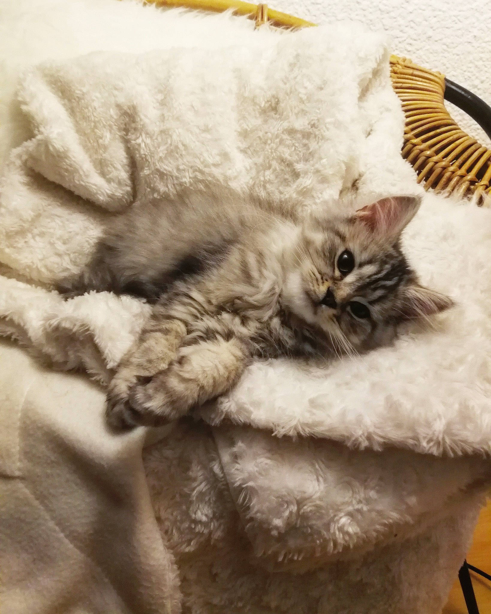 Moka a rejoint le concours — aidez-le/la à gagner de superbes lots ! american_curl, asian, british_longhair, british_semi_longhair, burmilla, carnivore, cat, claw, european_shorthair, felidae, fur, kitten, nap, paw, selkirk_rex, small_to_medium_sized_cats, whiskers