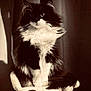 cat, fluffy, black_and_white, pet, animal, feline, sitting, cat_tree, indoor, fur, whiskers, portrait, cute, domestic_animal, playful, soft_light, curtain, toy, perch, furry