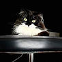 Mie participe au concours pour gagner de l'argent avec cette photo : cat, black_and_white, yellow_eyes, chair, furniture, pet, animal, indoor, portrait, whiskers, fur, relaxed, seated, looking, closeup, dark_background, domestic_cat, mammal, cute, calm