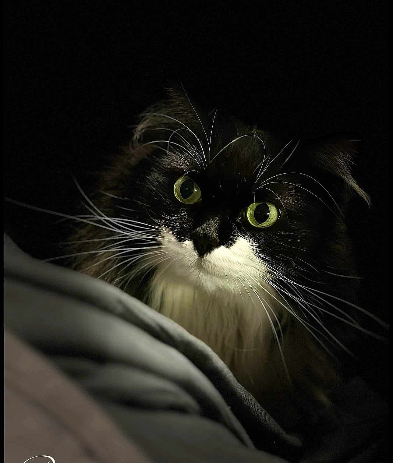 Mie