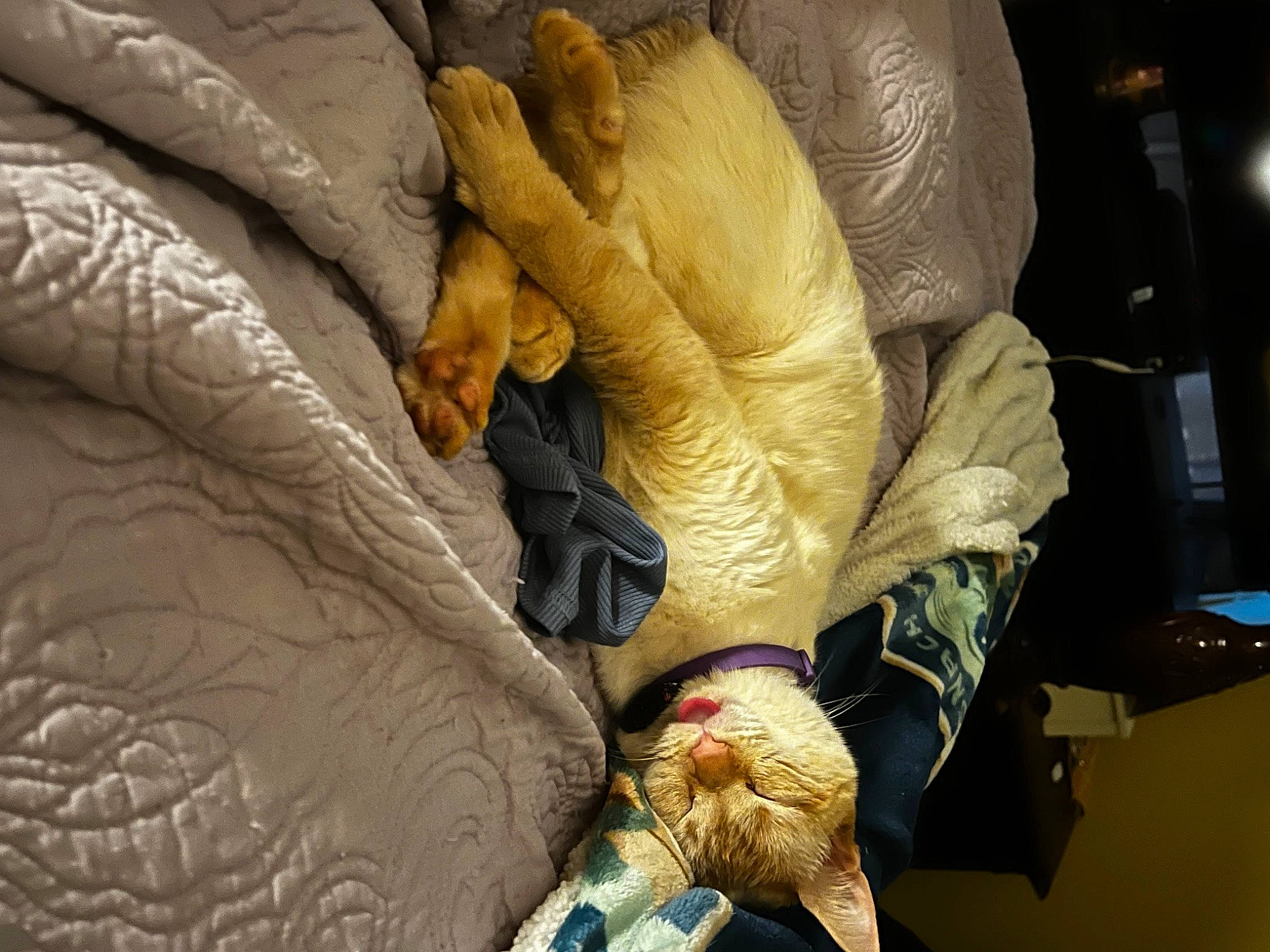 Kitten joined the competition — help win amazing prizes! art, bedding, comfort, duvet, feather, fur, human_leg, linens, metal, pattern, room, safety_glove