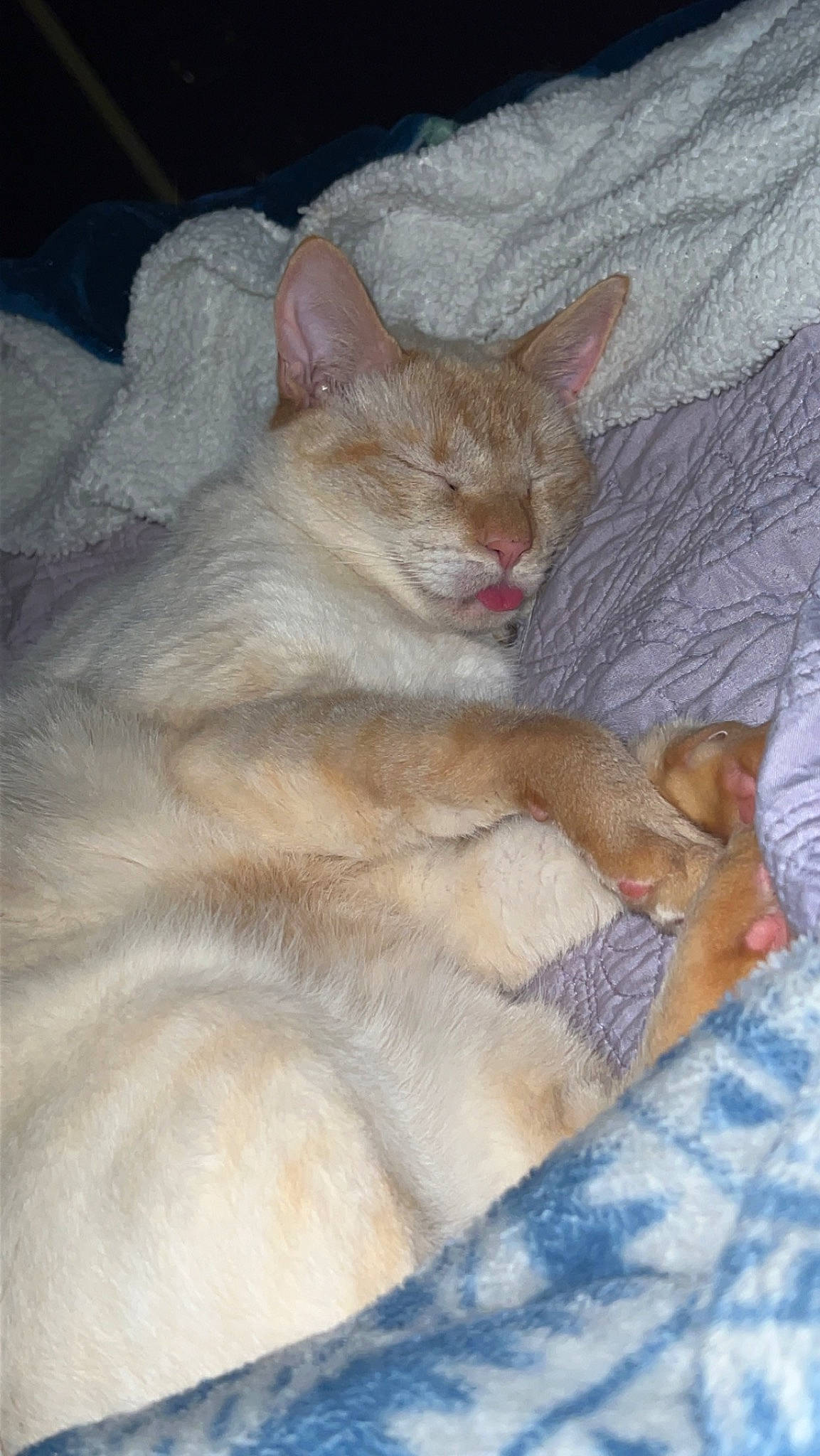 Kitten is registered to the contest to win money with this photo: carnivore, cat, claw, comfort, domestic_short_haired_cat, fawn, felidae, fur, nap, paw, small_to_medium_sized_cats, snout, tail, terrestrial_animal, whiskers, wildlife