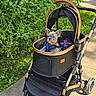 dog, french_bulldog, puppy, stroller, pet, outdoor, park, path, greenery, plants, flowers, yellow_flowers, leash, harness, blue_harness, sitting, portrait, ears, sunlight, walk
