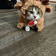 Winnie joined the competition — help win amazing prizes! cat, costume, reindeer, antlers, pet, animal, indoor, floor, wooden_floor, curious, cute, furry, whiskers, green_eyes, holiday, festive, red_bow, soft_texture, small, domestic