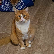 Ulysse a rejoint le concours — aidez-le/la à gagner de superbes lots ! cat, orange_cat, white_fur, floor, wooden_floor, indoor, pet, animal, sitting, furry, domestic_cat, two_cats, blue_bag, pattern, curious, whiskers, tail, ears, eyes, closeup