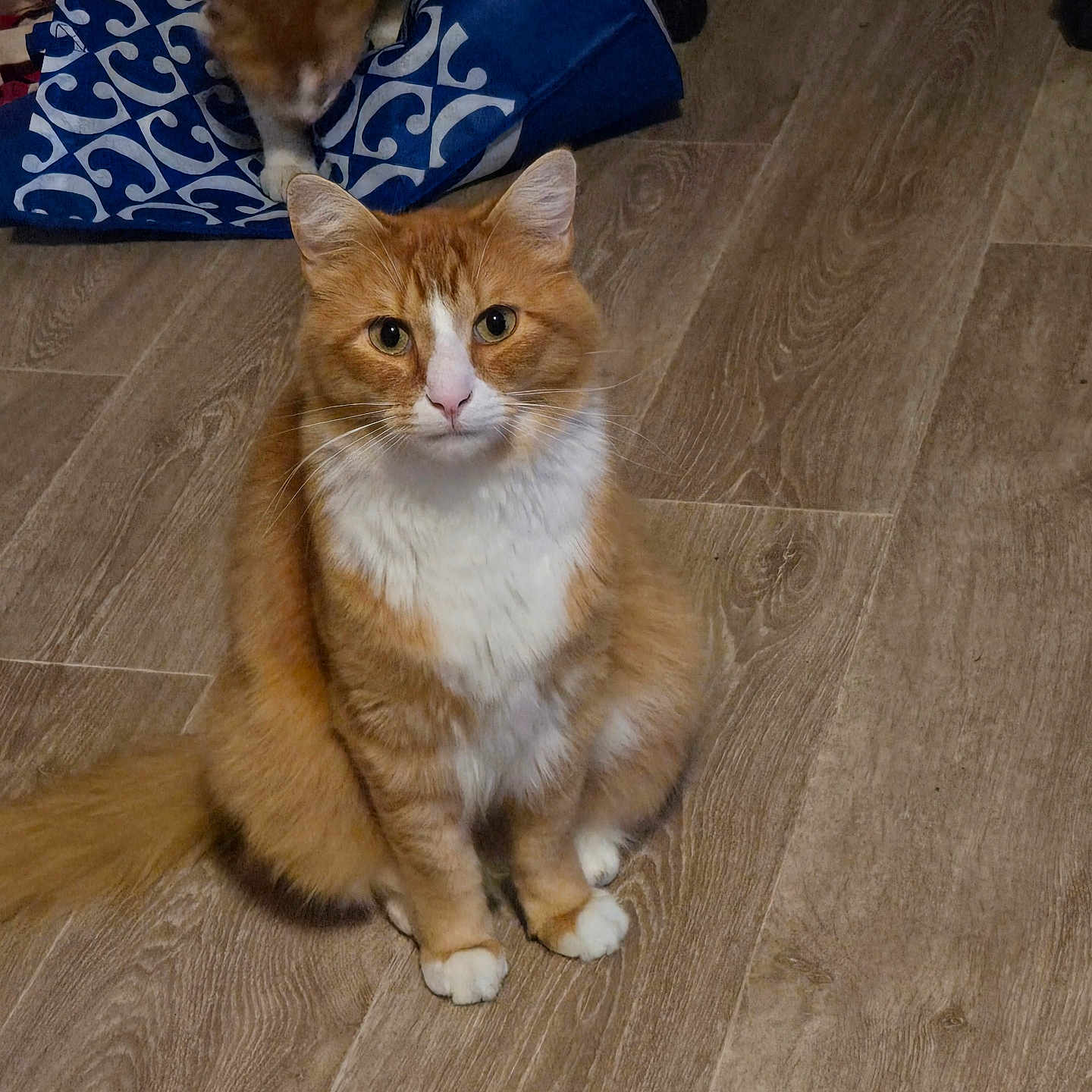 Ulysse a rejoint le concours — aidez-le/la à gagner de superbes lots ! cat, orange_cat, white_fur, floor, wooden_floor, indoor, pet, animal, sitting, furry, domestic_cat, two_cats, blue_bag, pattern, curious, whiskers, tail, ears, eyes, closeup