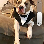 Hadès a rejoint le concours — aidez-le/la à gagner de superbes lots ! beige, blanket, bow_tie, brindle, couch, cozy, dog, furniture, gallery_thumbnails, living_room, paws, pet, phone_ui, portrait, screenshot, sitting, sofa, tuxedo, volume_slider, white