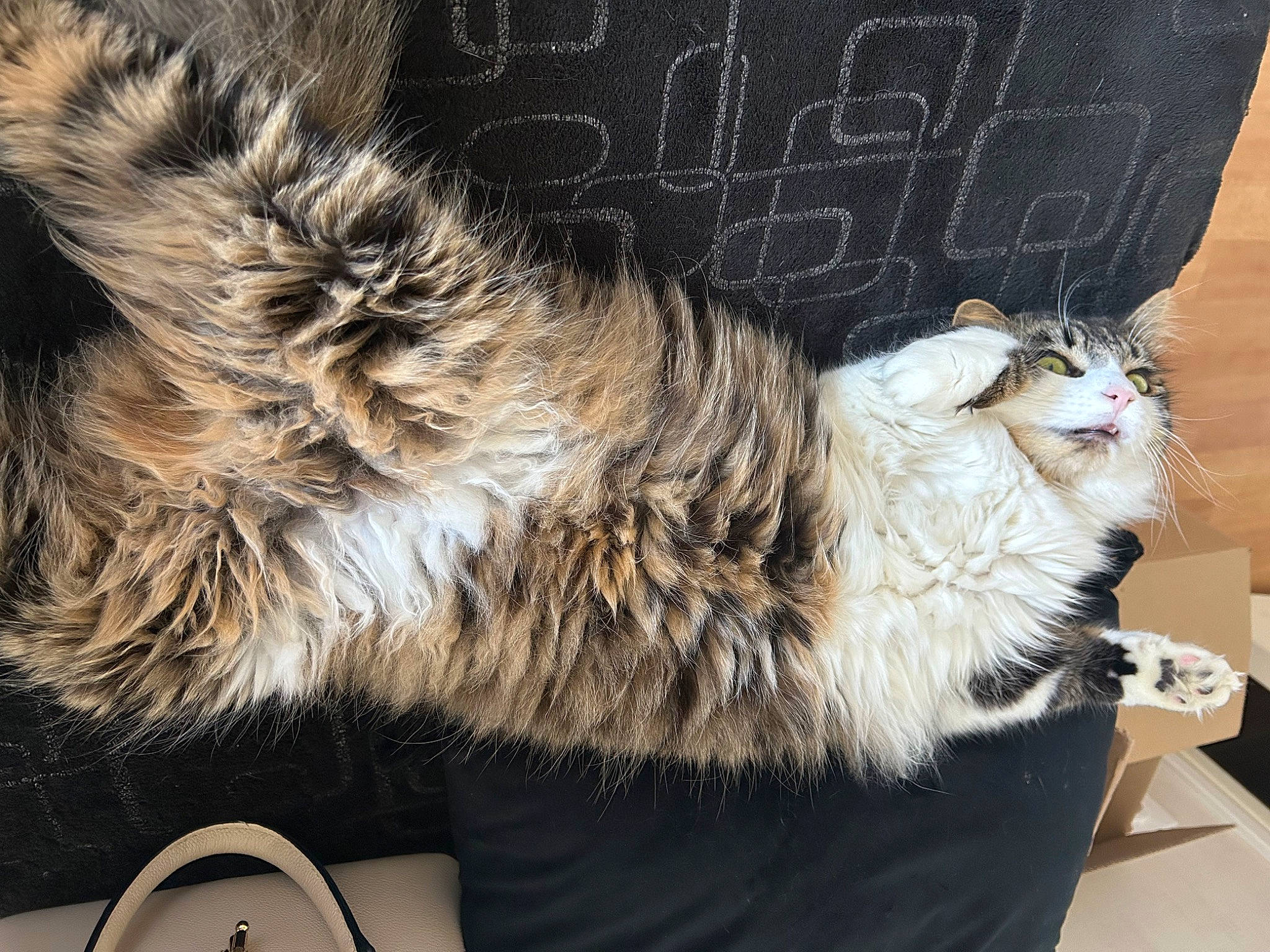 Tirisson participe au concours pour gagner de l'argent avec cette photo : carnivore, cat, claw, comfort, domestic_short_haired_cat, felidae, fur, lap, maine_coon, paw, small_to_medium_sized_cats, tail, whiskers