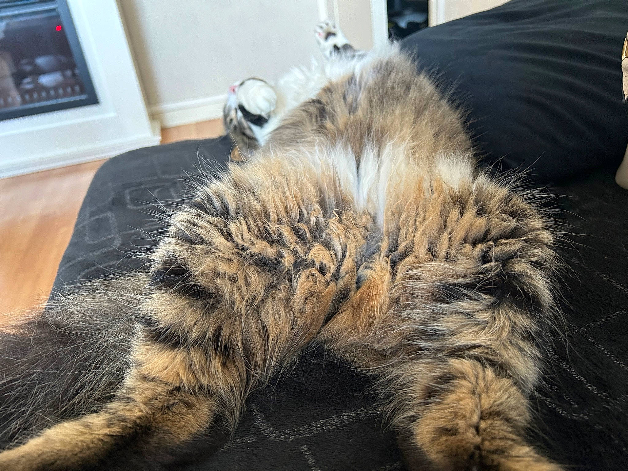 Tirisson a rejoint le concours — aidez-le/la à gagner de superbes lots ! carnivore, cat, claw, comfort, domestic_short_haired_cat, felidae, flooring, fur, grey, nap, natural_material, paw, picture_frame, sleep, small_to_medium_sized_cats, snout, tail, terrestrial_animal, whiskers, wildlife