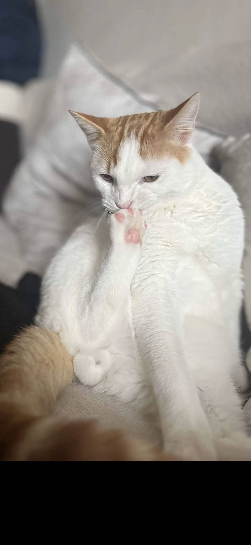 Rajahh participe au concours pour gagner de l'argent avec cette photo : carnivore, cat, claw, comfort, domestic_short_haired_cat, ear, fawn, felidae, foot, fur, gesture, leg, paw, sitting, small_to_medium_sized_cats, snout, tail, terrestrial_animal, whiskers