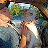 Sabbath joined the competition — help win amazing prizes! man, dog, blue_eyes, car_interior, cap, holding, sunlight, shadow, window, trees, parking_lot, hand, tattoo, casual_clothing, seat, steering_wheel, expression, pet, portrait, daytime