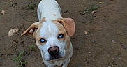 Sabbath is registered to the contest to win money with this photo: dog, animal, outdoor, dirt, grass, rocks, pet, canine, white, tan, blue_eyes, looking_up, fur, tail, ears, snout, paws, nature, ground, curious
