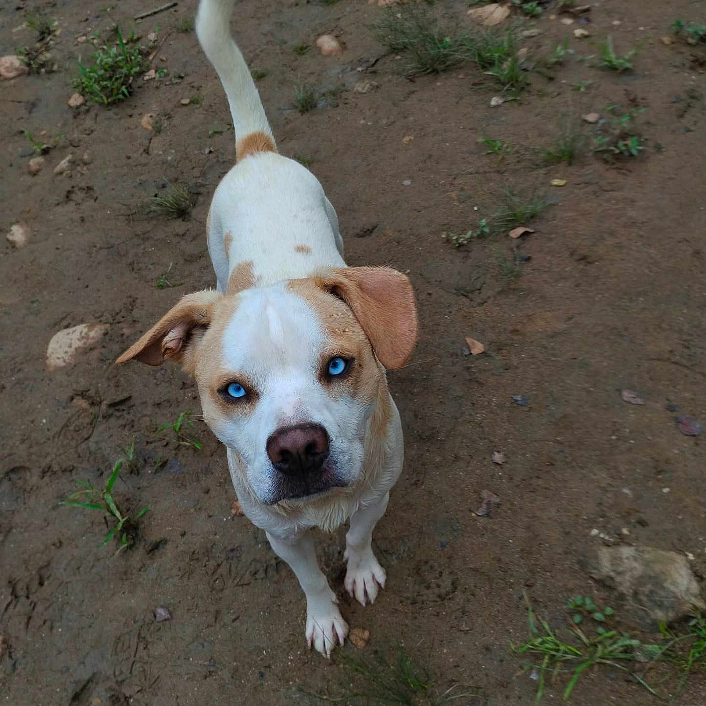 Sabbath is registered to the contest to win money with this photo: dog, animal, outdoor, dirt, grass, rocks, pet, canine, white, tan, blue_eyes, looking_up, fur, tail, ears, snout, paws, nature, ground, curious